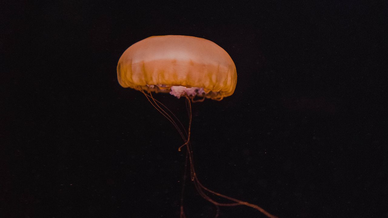 Обои медуза, желтый, подводный мир, темный, глубина