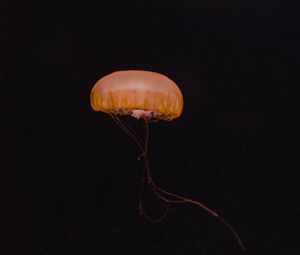 Превью обои медуза, желтый, подводный мир, темный, глубина