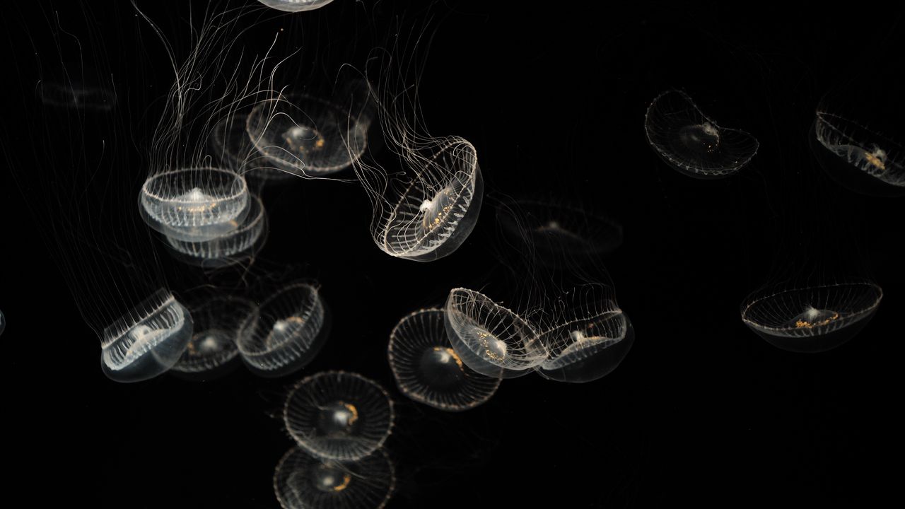 Обои медузы, белый, прозрачный, существа, море