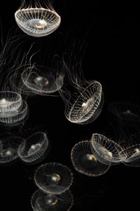 Превью обои медузы, белый, прозрачный, существа, море