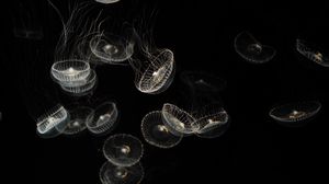 Превью обои медузы, белый, прозрачный, существа, море