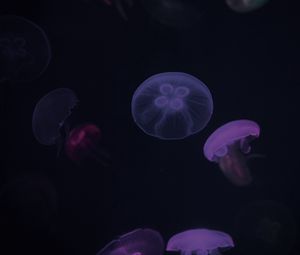 Превью обои медузы, фиолетовый, темный, под водой
