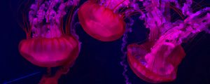 Превью обои медузы, красный, фиолетовый, вода, под водой
