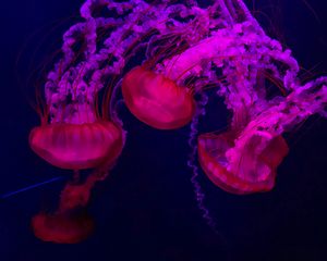 Превью обои медузы, красный, фиолетовый, вода, под водой