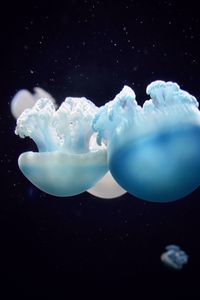 Превью обои медузы, крупным планом, плавать, подводный мир