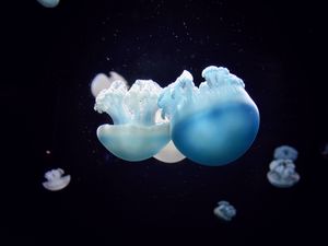 Превью обои медузы, крупным планом, плавать, подводный мир