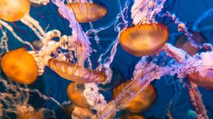 Превью обои медузы, под водой, вода, макро