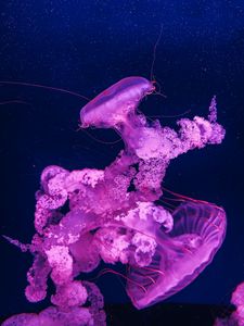 Превью обои медузы, под водой, вода, макро, фиолетовый