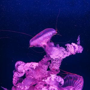 Превью обои медузы, под водой, вода, макро, фиолетовый