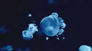 Превью обои медузы, под водой, вода, макро, синий