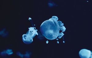 Превью обои медузы, под водой, вода, макро, синий