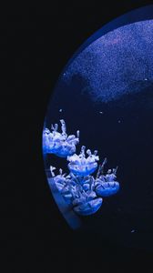 Превью обои медузы, под водой, вода, иллюминатор, макро
