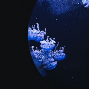 Превью обои медузы, под водой, вода, иллюминатор, макро