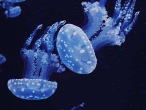 Превью обои медузы, под водой, вода, макро, темный