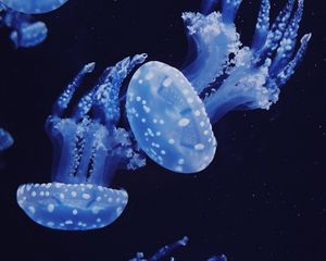 Превью обои медузы, под водой, вода, макро, темный