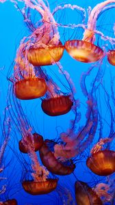 Превью обои медузы, под водой, вода, синий
