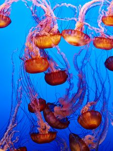 Превью обои медузы, под водой, вода, синий