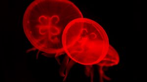 Превью обои медузы, под водой, вода, красный, темный
