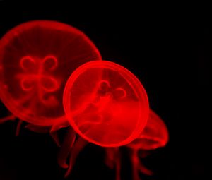 Превью обои медузы, под водой, вода, красный, темный