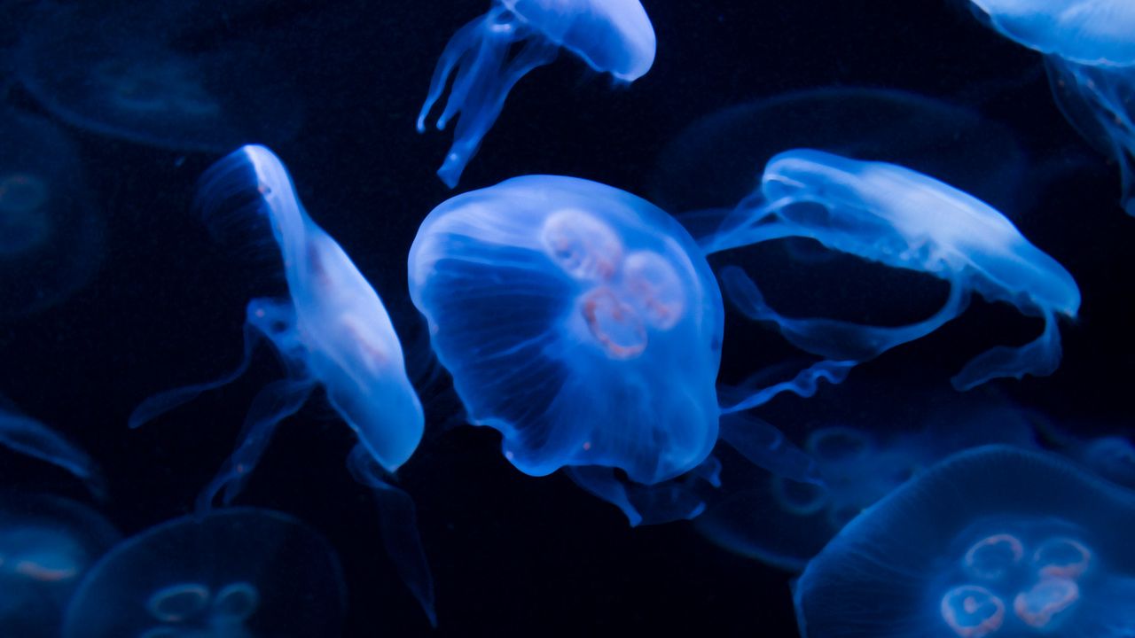 Обои медузы, под водой, вода, темный, синий