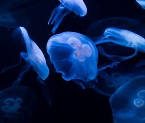 Превью обои медузы, под водой, вода, темный, синий