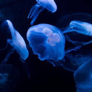 Превью обои медузы, под водой, вода, темный, синий