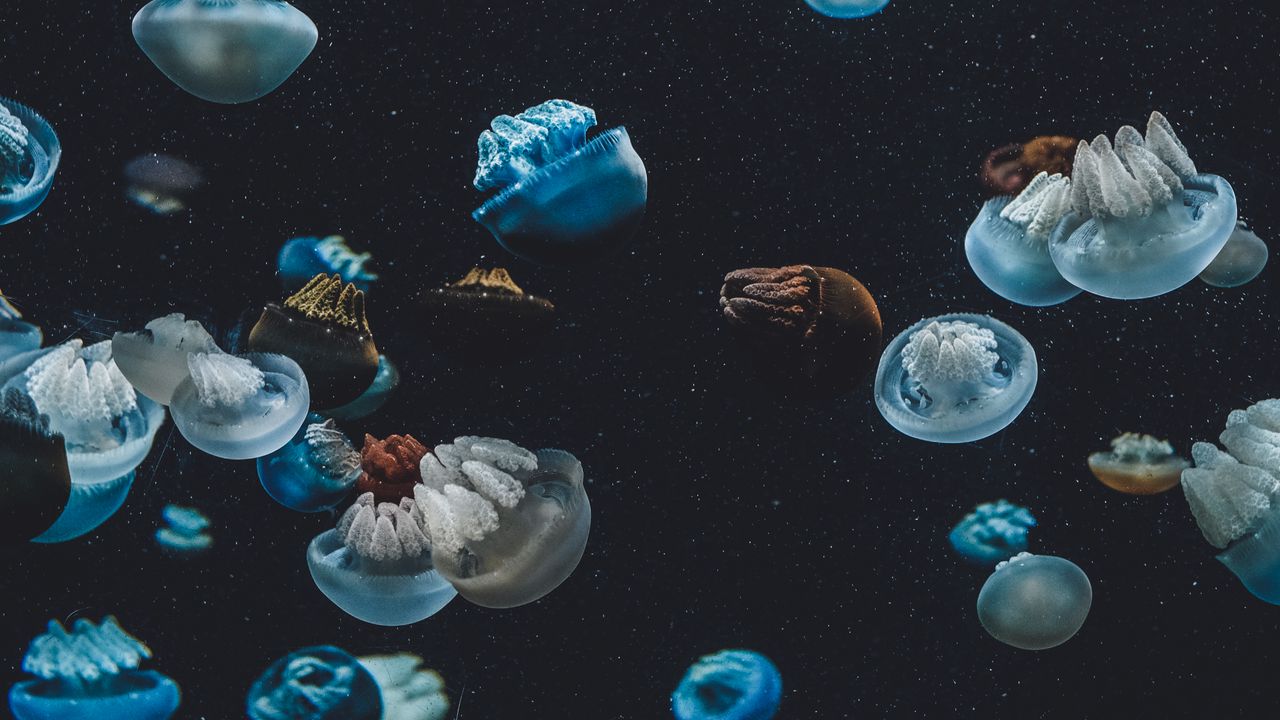 Обои медузы, подводный мир, аквариум
