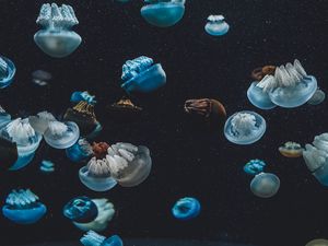 Превью обои медузы, подводный мир, аквариум