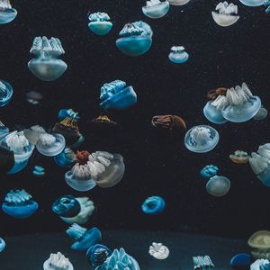 Превью обои медузы, подводный мир, аквариум