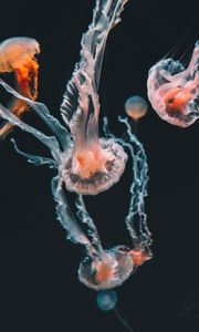 Превью обои медузы, подводный мир, аквариум, плавание, щупальцы