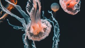 Превью обои медузы, подводный мир, аквариум, плавание, щупальцы