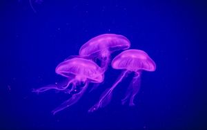 Превью обои медузы, подводный мир, фосфор
