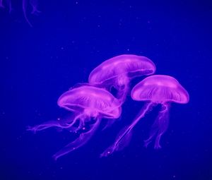 Превью обои медузы, подводный мир, фосфор