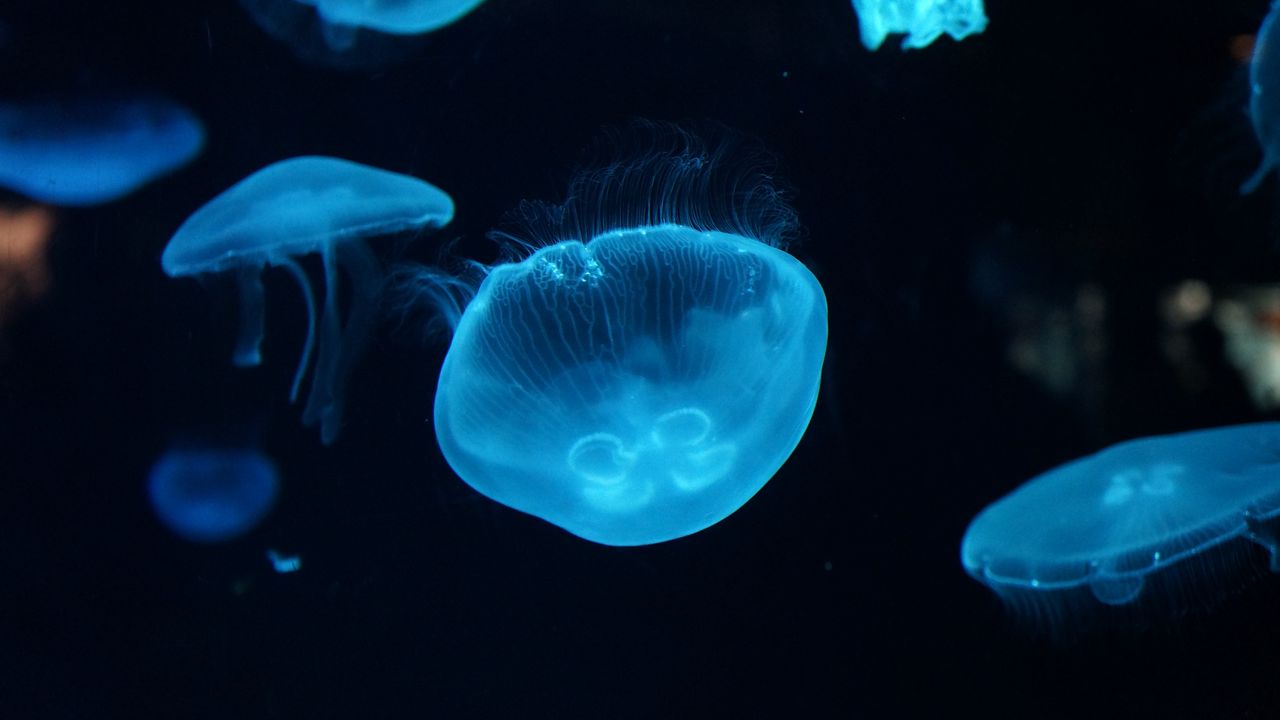 Обои медузы, подводный мир, красиво