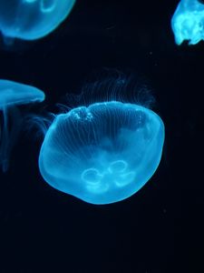 Превью обои медузы, подводный мир, красиво