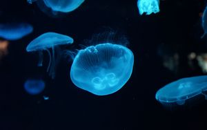 Превью обои медузы, подводный мир, красиво