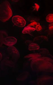 Превью обои медузы, подводный мир, красный, черный, свечение