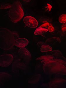 Превью обои медузы, подводный мир, красный, черный, свечение