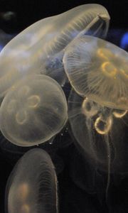 Превью обои медузы, подводный мир, крупным планом