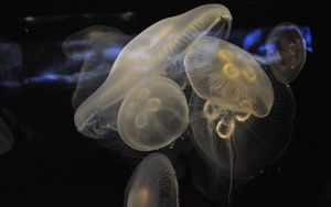 Превью обои медузы, подводный мир, крупным планом