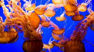 Превью обои медузы, подводный мир, море, океан