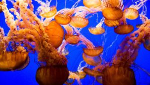 Превью обои медузы, подводный мир, море, океан