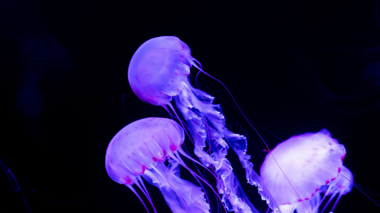 Обои медузы, подводный мир, неон, светящийся