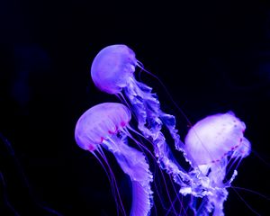 Превью обои медузы, подводный мир, неон, светящийся
