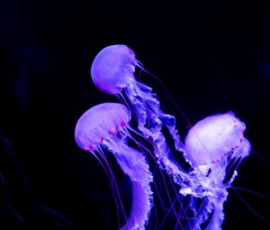 Превью обои медузы, подводный мир, неон, светящийся