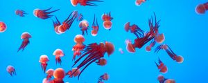 Превью обои медузы, подводный мир, океан, аквариум, плавание
