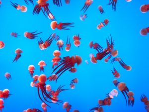 Превью обои медузы, подводный мир, океан, аквариум, плавание