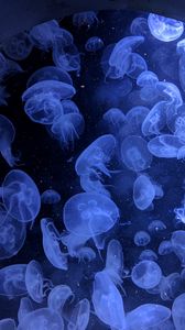 Превью обои медузы, подводный мир, плавание, глубина