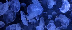 Превью обои медузы, подводный мир, плавание, глубина