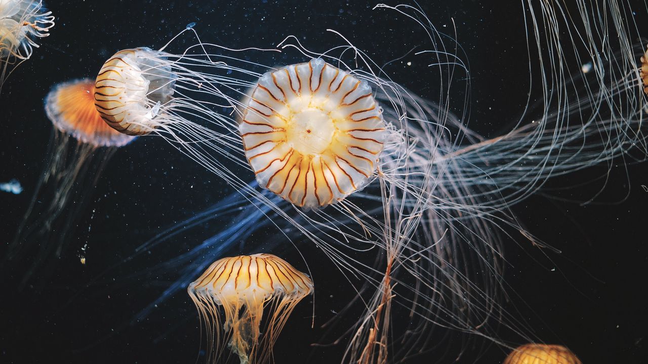 Обои медузы, подводный мир, плавание, щупальцы, полосатый